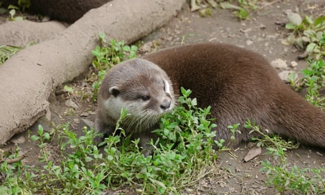 Навроцький схвалив відмову від хутрових ферм у Польщі, але ветував заборону тримання собак на ланцюгах