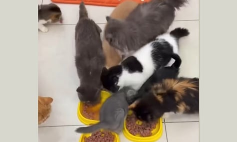 Поліція розслідує «котокафе» в Одесі після загибелі тамтешніх кошенят