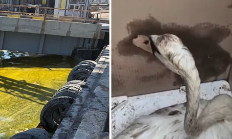 Забруднення олією дісталося узбережжя Чорноморська й зачепило місцевих птахів