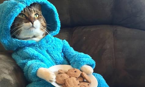 Держдеп США випадково розіслав запрошення на неіснуючу зустріч з картинкою кота в піжамі