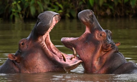 Стерилізація не допомогла. Колумбія схвалила план знищення «кокаїнових» бегемотів накробарона Ескобара