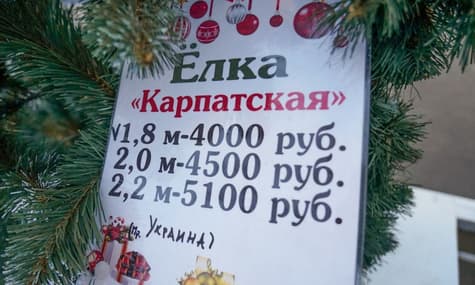 У центрі Сімферополя продають ялинки з Івано-Франківщини
