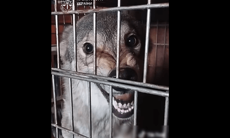 Киянка тримала у квартирі вовка та лисицю. Одна з тварин напала на жінку, а інша померла