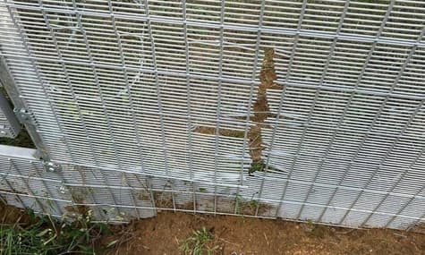 Прикордонники Білорусі продірявили огорожу на кордоні з Латвією, допомагаючи мігрантам проникнути до країни