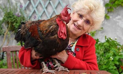 Во Франции петух Морис защитил в суде право кукарекать по утрам