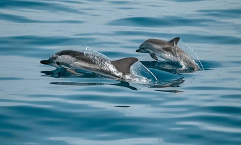 Під загрозою зникнення через війну опинилися понад 80 видів тварин. Втрати продовжують зростати — Мінекономіки