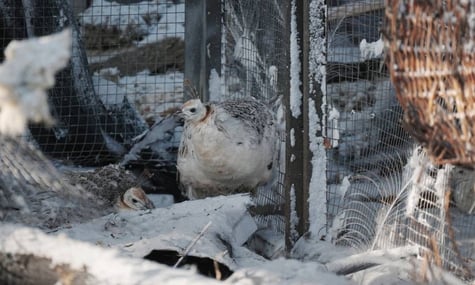 Зоозахисники звинуватили у жорстокості до тварин екопарк у Харкові, який пережив авіаудар. Там відповіли