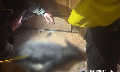 Поліціянти проводять обшуки у квартирі киянки, яка утримувала в себе лисицю та вовка