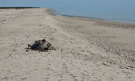 Міна на березі Чорного моря