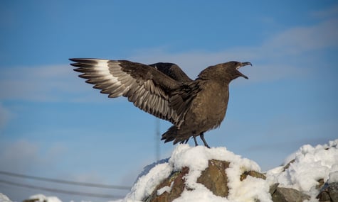 Українські полярники встановили особистий рекорд на конкурсі наукових фото. Ось які зображення перемогли