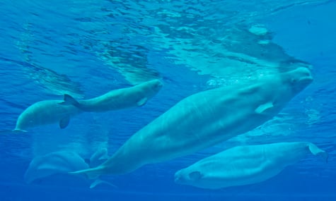 Кити-білухи в морському парку Marineland
