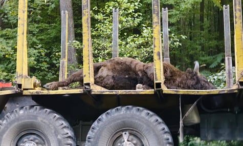 На Львівщині вантажівка на смерть збила 700-кілограмового червонокнижного зубра