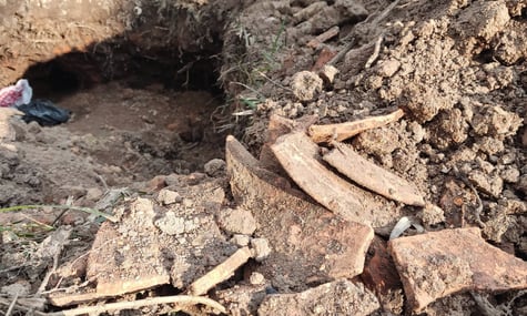 Місце розкопок у Троянівському лісі, де вдалося знайти пшеницю