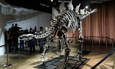 У Великій Британії у справі про шахрайство конфіскували кістки трьох динозаврів, яким сотні мільйонів років