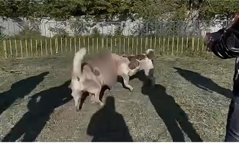 Бійка двох собак у селі Тернівка на Дніпропетровщині