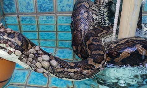 В Австралії врятували пітона, на якому сиділи 500 кліщів