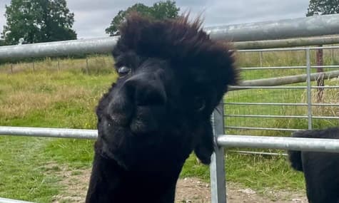 В Великобритании осудили на смерть альпаку Джеронимо. Хозяйка животного просит о помиловании, но тщетно. В чем дело?