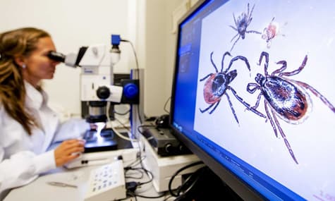 Кліщі без міфів: як уникнути близького знайомства та практичні поради, якщо це сталося