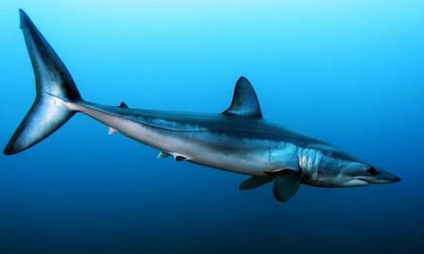 Країни домовилися посилити захист 18 видів акул і скатів