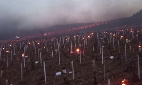 Во Франции фермеры вынуждены жечь костры посреди виноградников, чтобы спасти их от заморозков