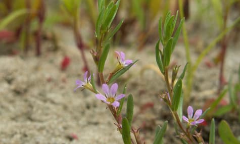 На востоке Англии нашли растение, исчезнувшее из региона еще сотню лет назад