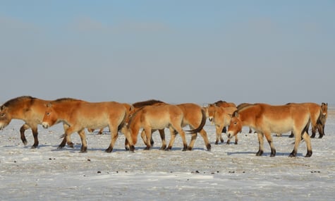 Тваринам в «Асканія-Нова» на окупованій Херсонщині загрожує загибель через нестачу кормів — науковець