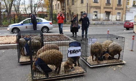 Під офіс «Новой газеты» в Москві привезли овець у жилетах із назвою видання