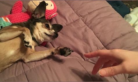 Для нудьгуючих на карантині запустили челендж: відтворити з підручних засобів відомі картини