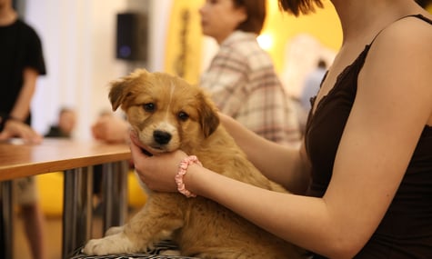 У Києві відбувається фестиваль адопції AdoptMe Days: нову родину шукають 500 собак і котів (ФОТО)