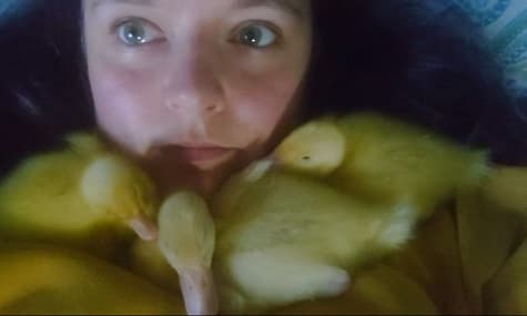 Британка купила яйця в супермаркеті. З них вилупилося троє каченят 🦆 🦆 🦆