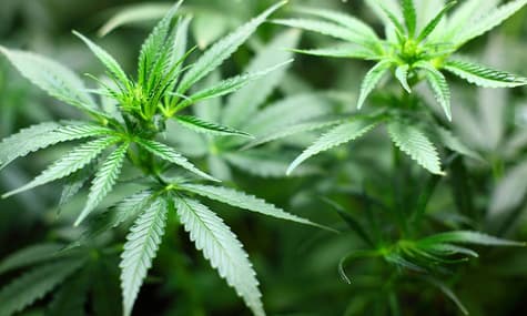 У Канаді почали легально продавати марихуану в особистих цілях