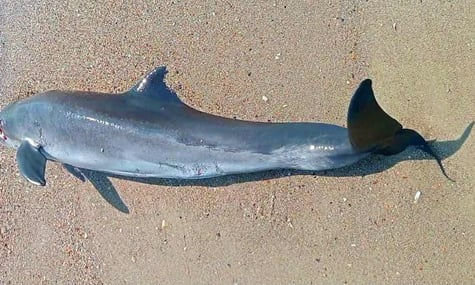За кілька днів на узбережжі Чорного моря виявили ще 13 мертвих дельфінів