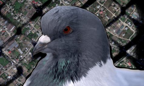 Ели голубей и собачью кашу, дрались в очередях за продуктами, падали от истощения. Как выживают в оккупированных Олешках