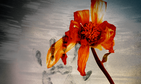 Насильство, аборт, стерилізація. Що не так з репродуктивними правами жінок з інтелектуальною інвалідністю в інтернатах