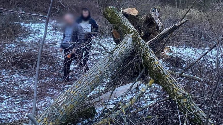 Зрізане дерево, яке вбило дівчинку