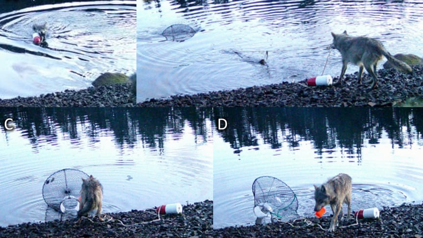 Вовк витягає пастку на берег