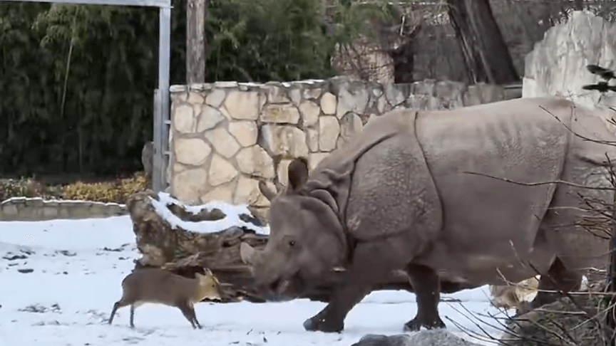 Самець мунтжака нападає на самицю носорога