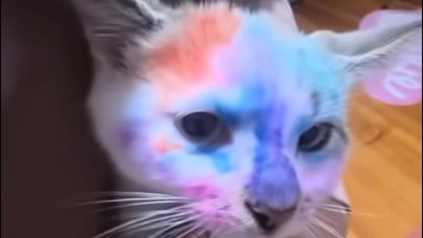 Розмальований кіт