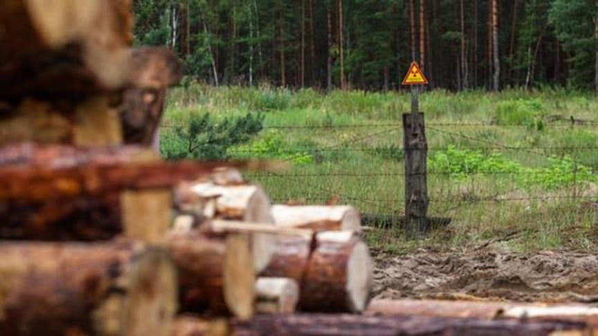 Is Your Wooden Chair Made in Chernobyl?