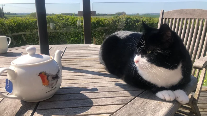 Кіт Пальмерстон