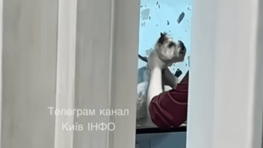 Собаку тримають за шию нібито в одному з грумінг-салонів Києва