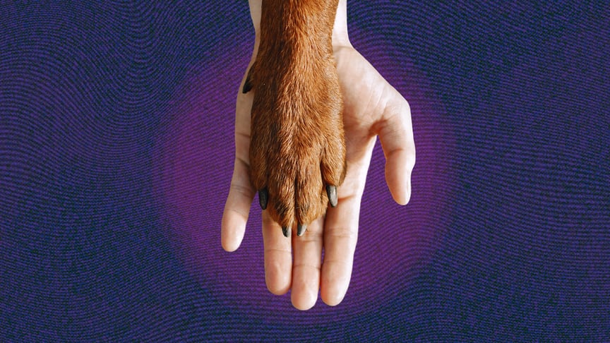 Люди й тварини мають бути одним цілим, а насправді...