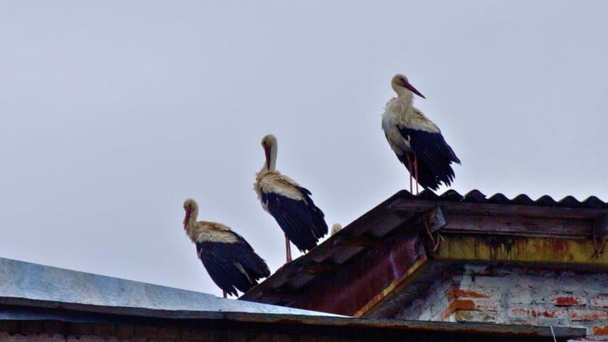 Білих лелек помітили в центрі Чорнобиля, 6 квітня 2026 року