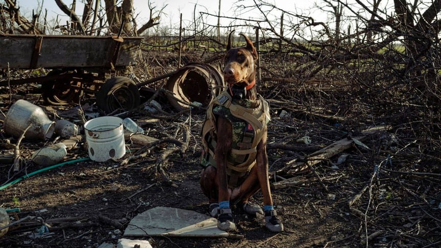 Доберман Ханна