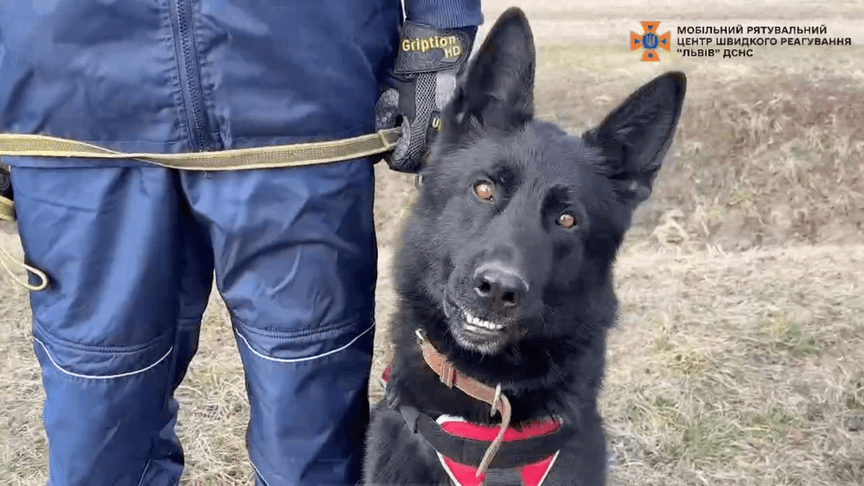 Службовий пес ДСНС Чіко