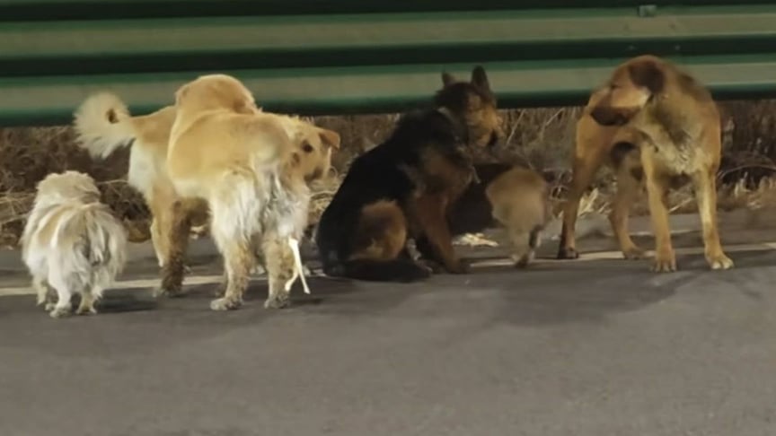 Собаки, яких могли викрасти на м'ясо, повертаються додому групою