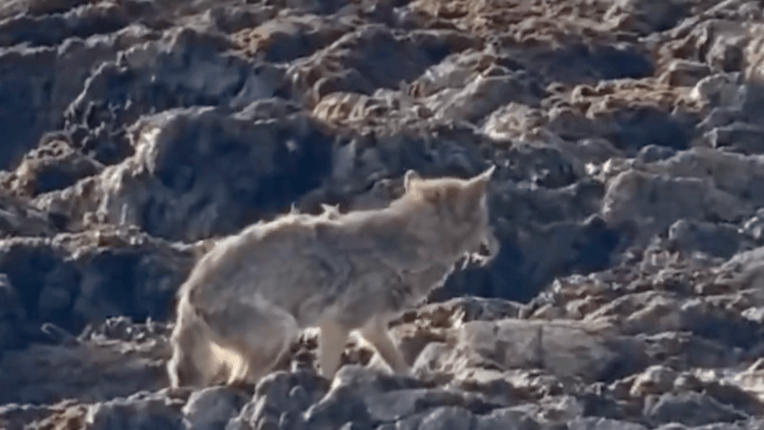 Койот Флойд на скелях Алькатрасу