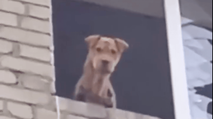 Шарпей Віва, яка місяць була заблокована на 5-му поверсі зруйнованого будинку в Олексієво-Дружківці на Донеччині Шарпей Віва, яка місяць була заблокована на 5-му поверсі зруйнованого будинку в Олексієво-Дружківці на Донеччині