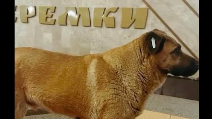 Пес Міша на станції метро «Теремки» Пес Міша на станції метро «Теремки»