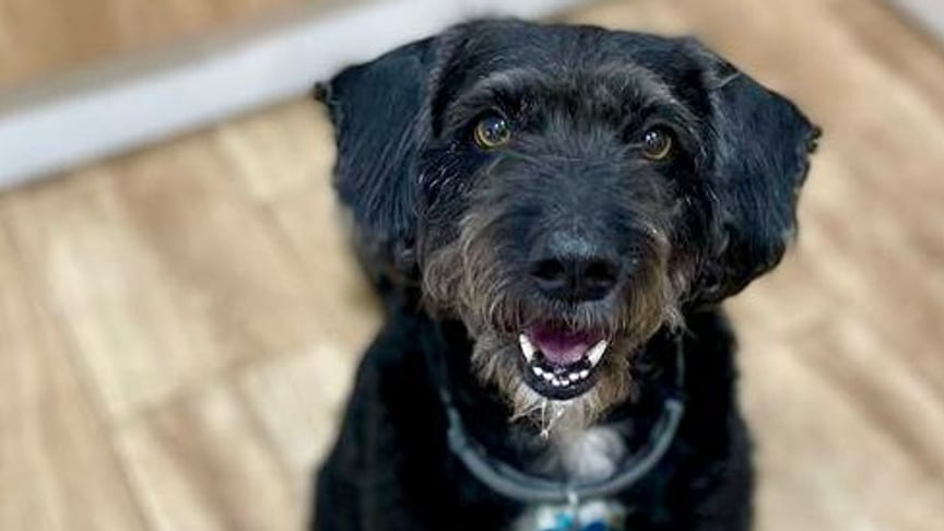 Зниклий пес Боро Зниклий пес Боро